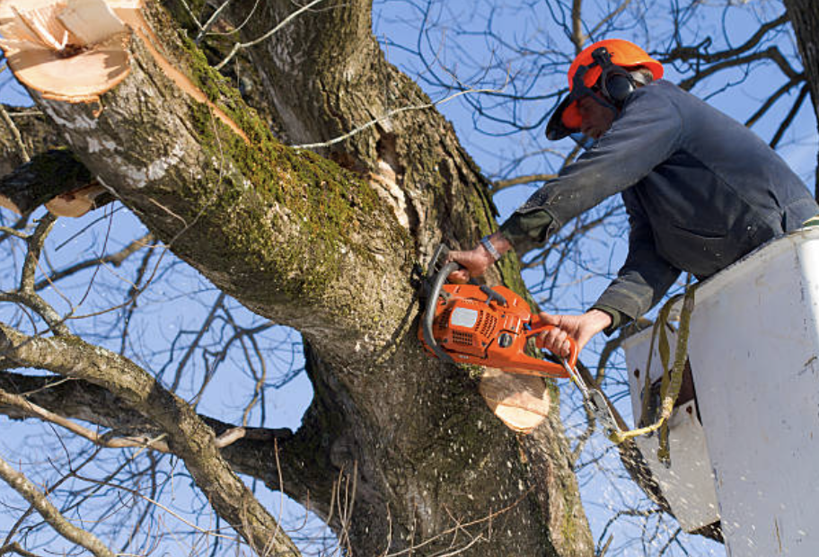 tree pruning in West and East Lealman