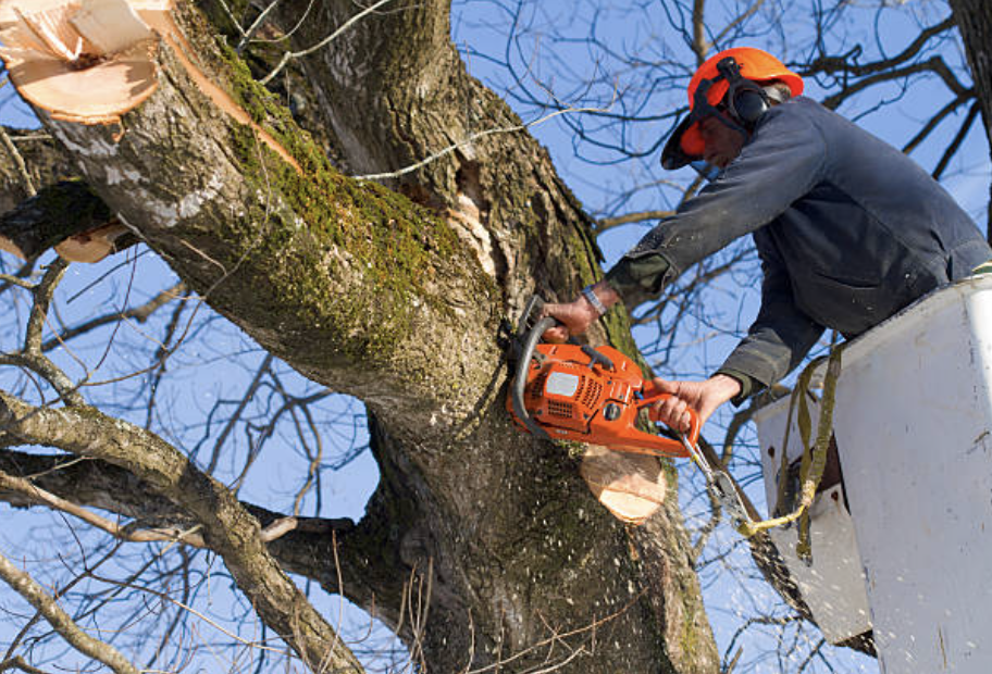 tree pruning in Callaway